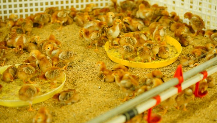 ga con bi mat nuoc 2