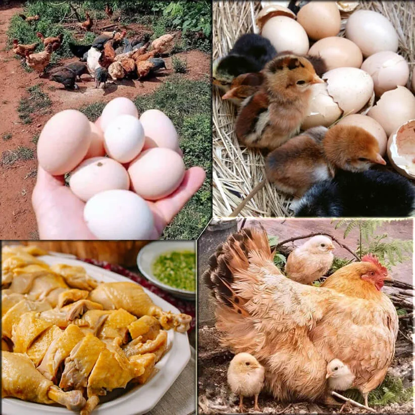 Gà Đồi chạy bộ (1kg)